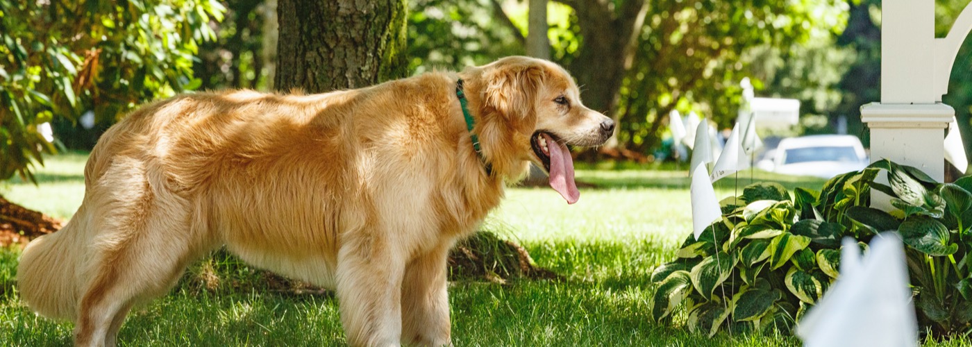 DogWatch of Northeast Iowa, Peosta, Iowa | Outdoor Hidden Dog Fences Slider Image