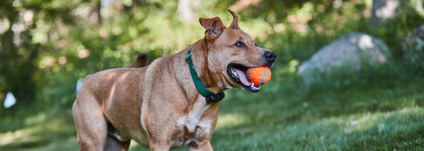 DogWatch of Northeast Iowa, Peosta, Iowa | ProFenceX™ Slider Image